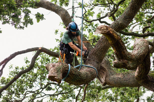 Leavenworth, KS Tree Removal Services Company