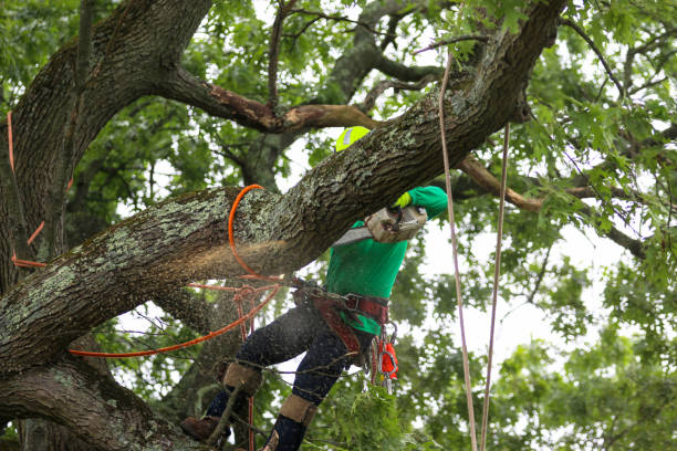 Best Firewood Processing and Delivery  in Leavenworth, KS