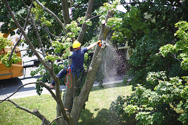 Best Tree Trimming and Pruning  in Leavenworth, KS